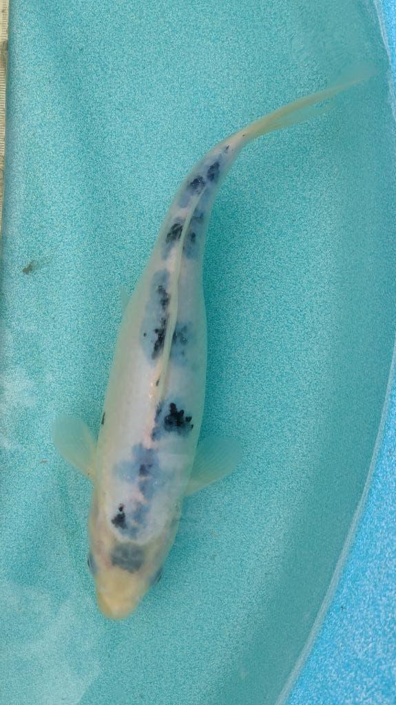 Koi 22 26cm, Karper of Koi