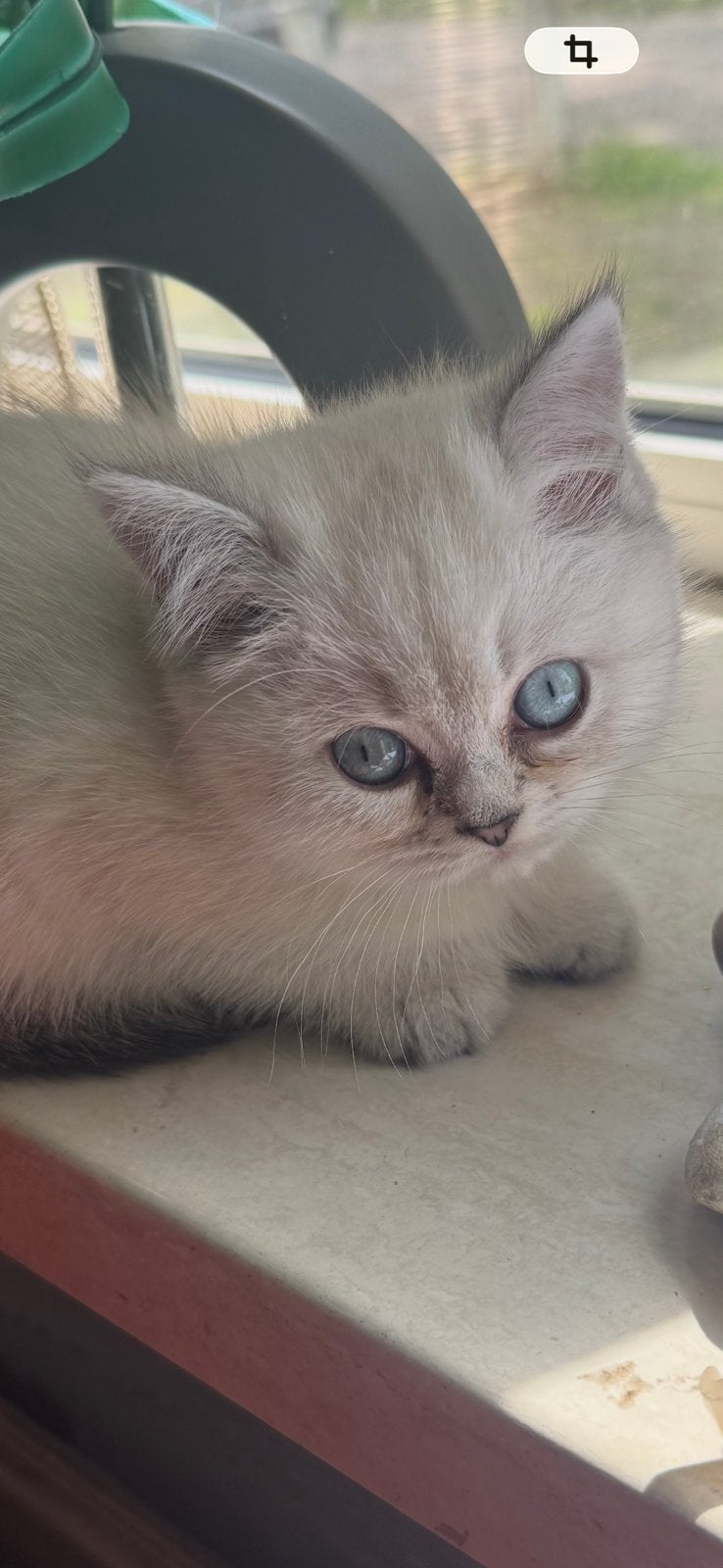 Nog 2 poesjes half brits korthaar en half silver pount, Poes, Gechipt