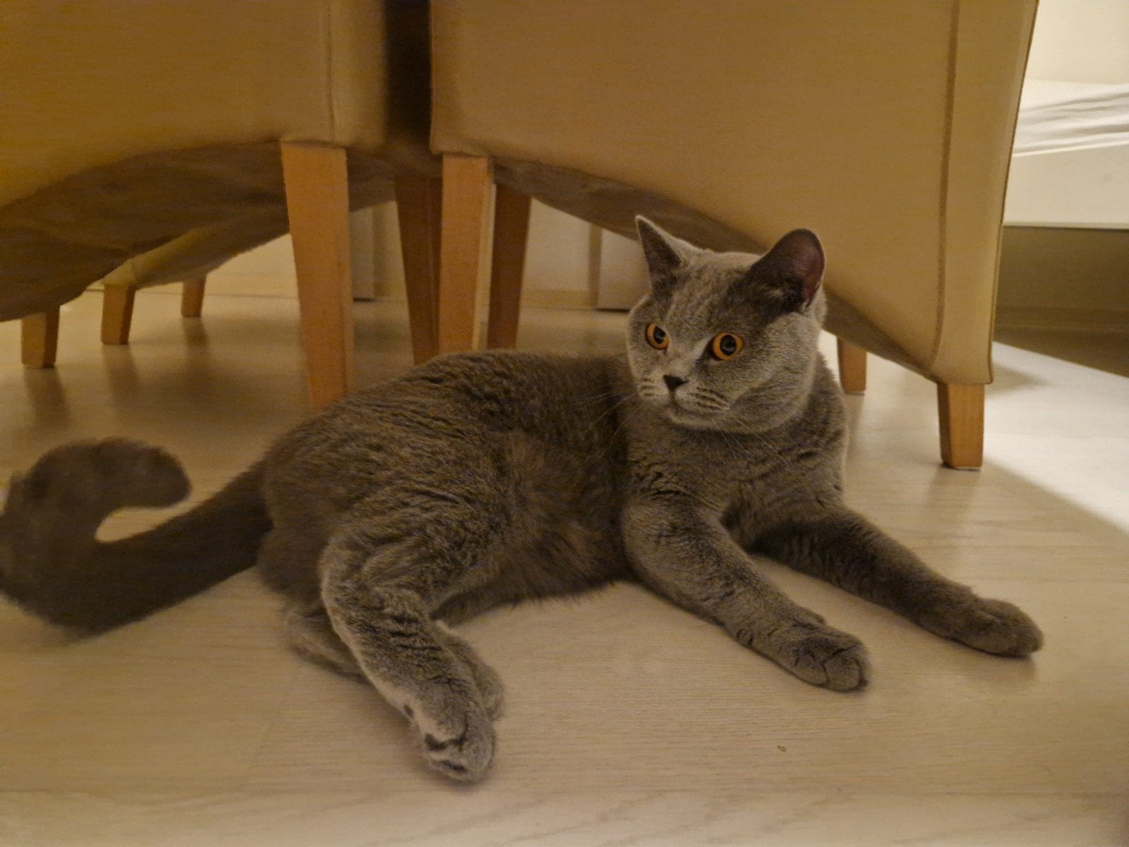 Britse korthaar poezen, Poes, Ontwormd