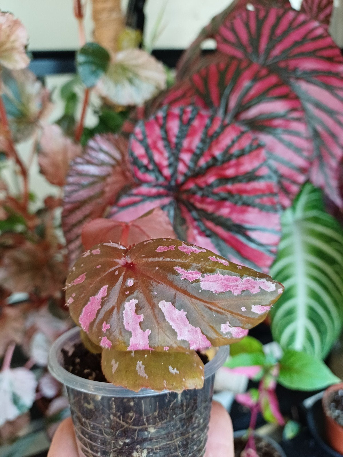 Begonia Brevirimosa, Ophalen of Verzenden, Halfschaduw, Minder dan 100 cm