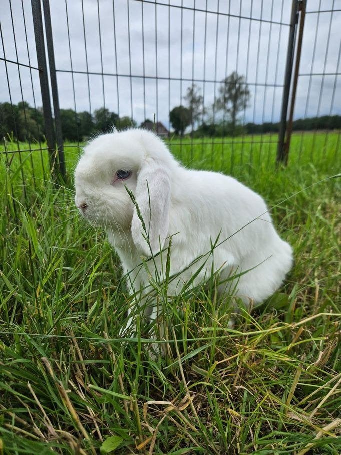 Duplo zoekt een nieuw huisje!, Vrouwelijk, Klein, Hangoor, 3 tot 5 jaar