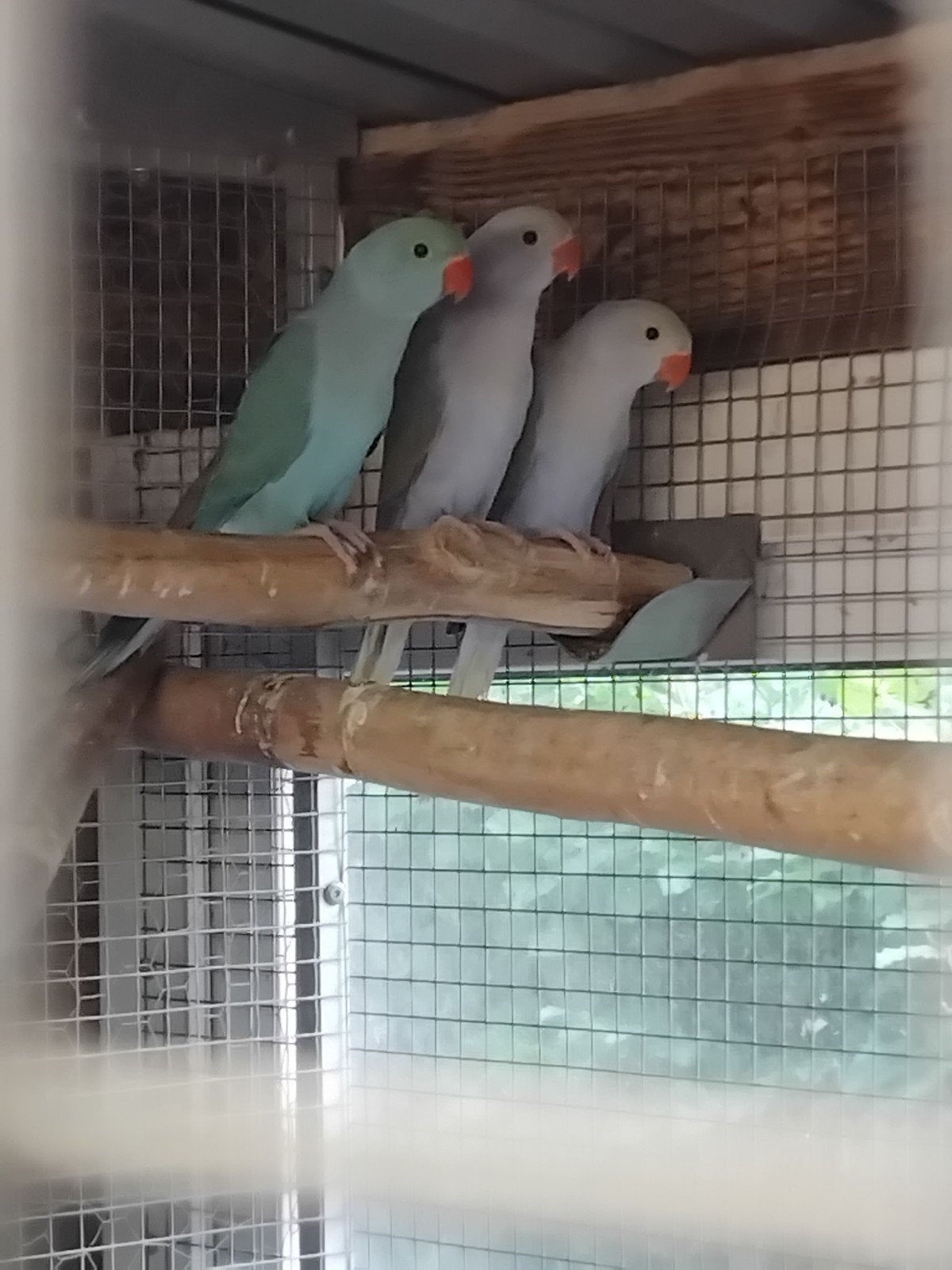 Halsband parkieten 9 wk, Dieren en Toebehoren, Vogels | Parkieten en Papegaaien, Meerdere dieren, Parkiet, Geringd