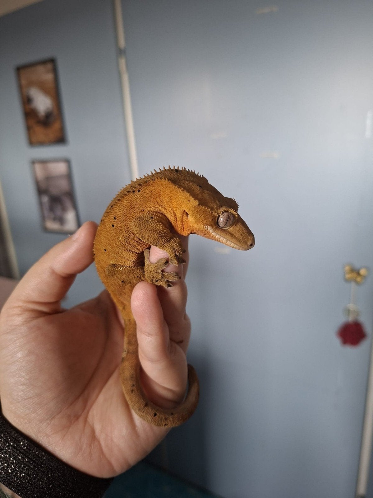 wimper gekko.man