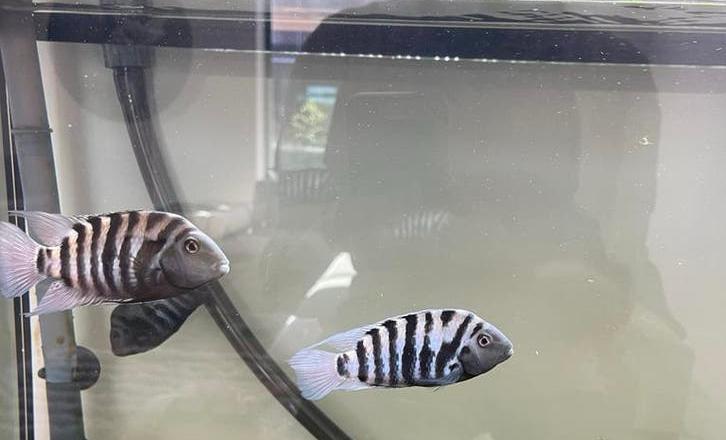 3 zebra chiclide, Dieren en Toebehoren, Ophalen, Zo goed als nieuw, Plant(en), Steen of Hout