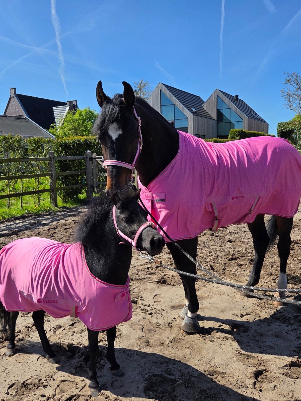 AMHA/NMPRS minipaard ruin met volpapier, Dieren en Toebehoren, Pony's, Ruin, A pony (tot 1.17m), Met stamboom, 3 tot 6 jaar