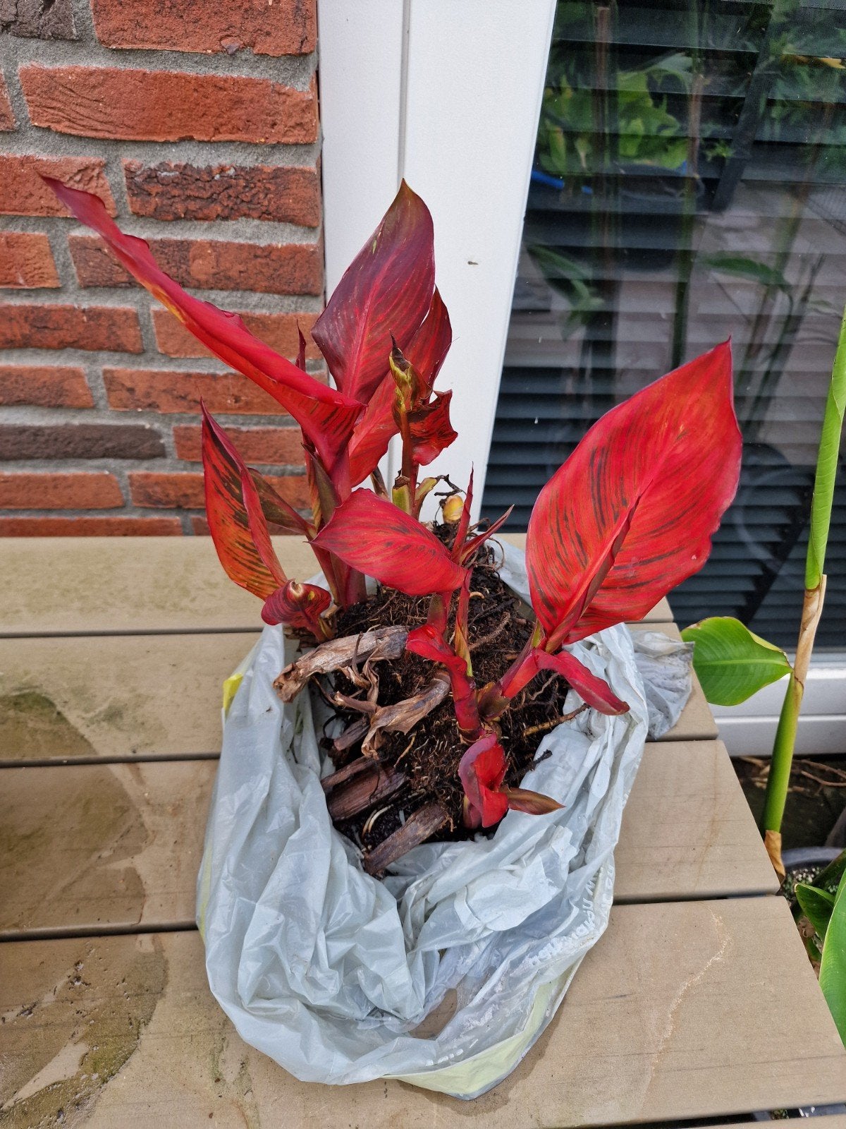Grote canna durban wortelstok te koop loopt al uit, Ophalen