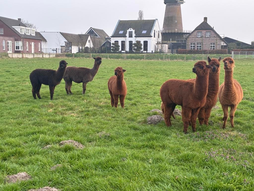 Diverse mooie alpacas te koop, Mei, Meerdere dieren