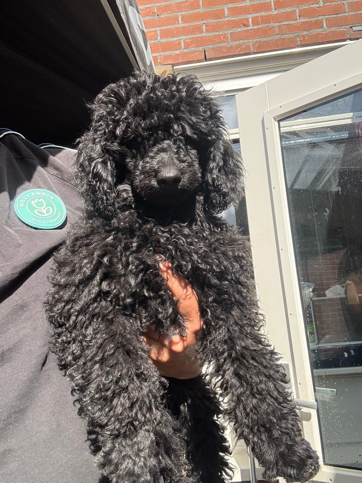 Super lieve toy/dwergpoedel pup reu., Poedel, Reu, 8 tot 15 weken, Eén hond