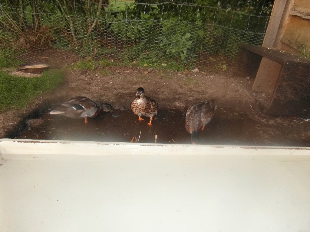 bonte kwakertjes, Meerdere dieren