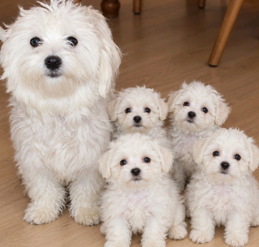 maltezer pups, Dieren en Toebehoren, Maltezer, Reu, 8 tot 15 weken, Meerdere