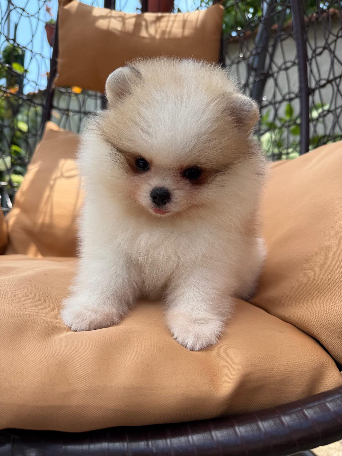Pomeranian puppy’s te koop, Overige rassen, 8 tot 15 weken, Buitenland, Parvo