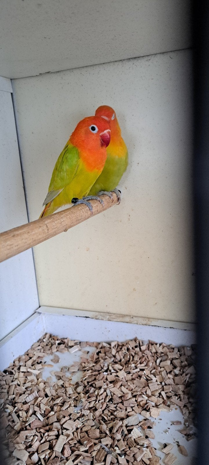 Agapornis Ficher 1-i Dilute/ op x Opaline Dilute, Meerdere dieren, Dwergpapegaai of Agapornis