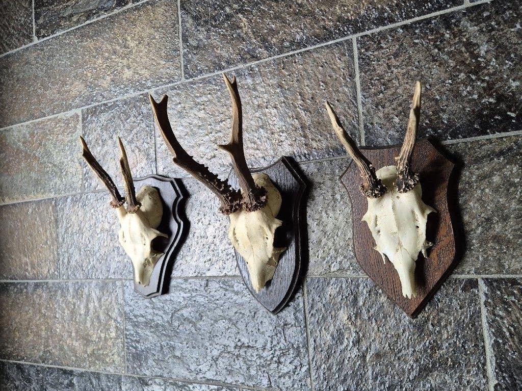 3 Prachtige Ree Geweien samen € 24 jacht hut mancave h53, Verzamelen, Ophalen of Verzenden, Gebruikt, Hert, Gewei of Kop