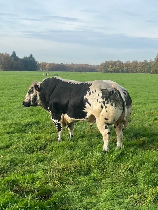 Dikbil streeprugstieren te koop/te huur, Dieren en Toebehoren, Mannelijk