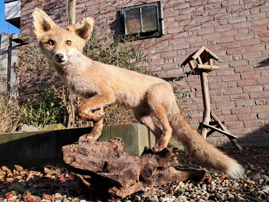 Opgezette vos taxidermie – realistisch – vintage decoratie, Ophalen, Zo goed als nieuw, Wild dier, Opgezet dier