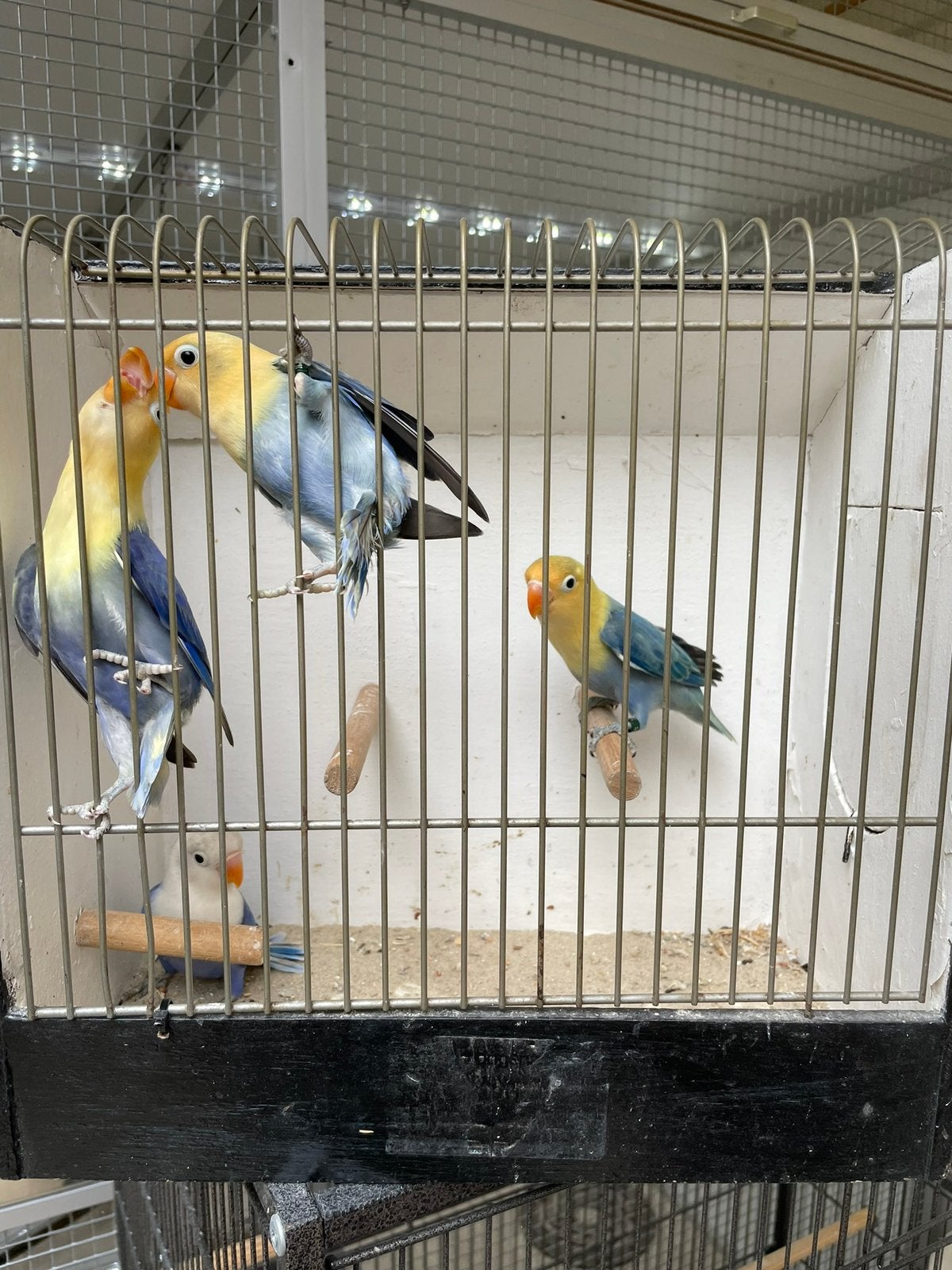 4 jongen fischeri yellow Face DF violet, Dieren en Toebehoren, Vogels | Parkieten en Papegaaien, Meerdere dieren, Dwergpapegaai of Agapornis