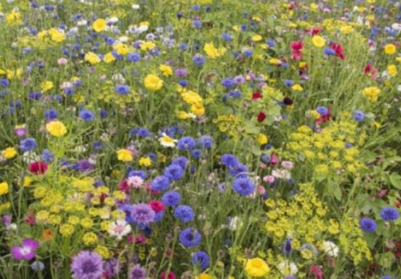 zaden inheemse planten, Ophalen of Verzenden, Volle zon, Zaad