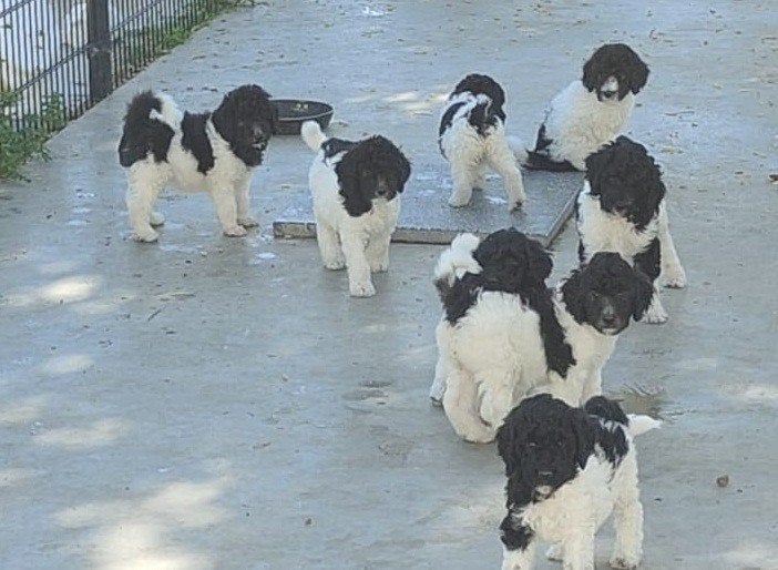 labradoodle pups beschikbaar, Dieren en Toebehoren, Parvo, 8 tot 15 weken, Groot, Meerdere