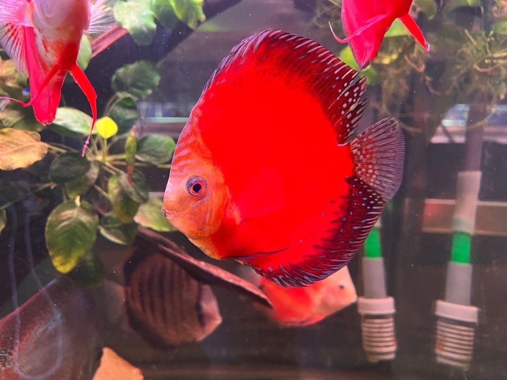 6 Mooie grote Discussen +15cm, Vis, Zoetwatervis, Schoolvis