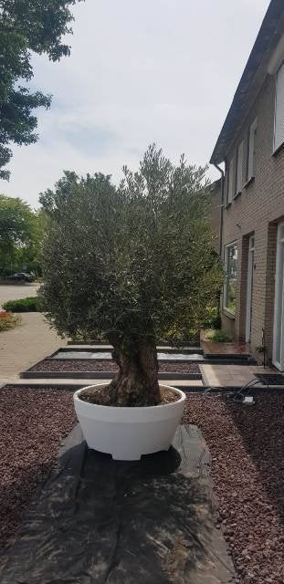 Nieuwe bloembak plantenbak model ERCOLE Diameter 110cm, Ophalen, Kunststof, 100 cm of meer, Rond