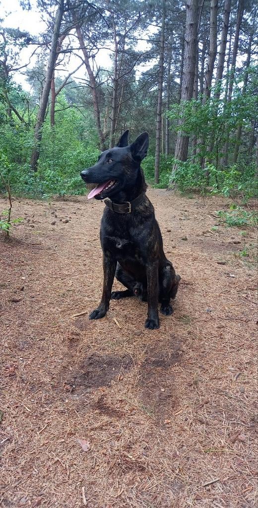 Mooie grote hollandse herder dek reu, Dieren en Toebehoren, Honden | Dekreuen, Rabiës (hondsdolheid), Reu, Eén hond, 3 tot 5 jaar