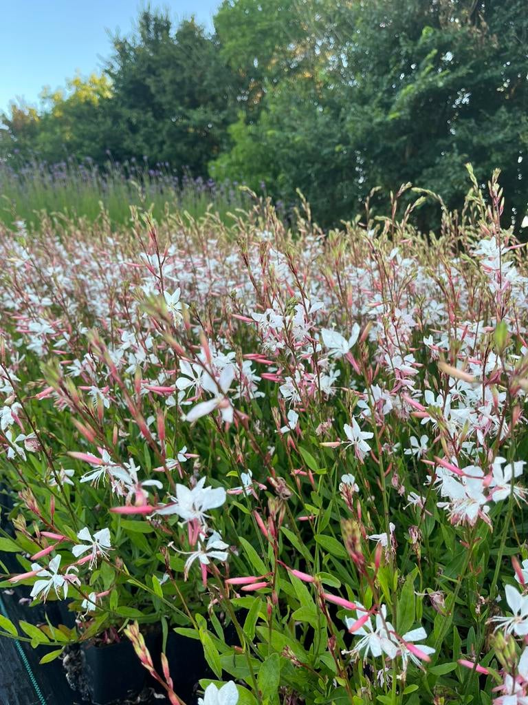 Gaura lindheimeri 'Whirling Butterflies' / Prachtkaars, Tuin en Terras, Planten | Tuinplanten, Ophalen of Verzenden, Overige soorten