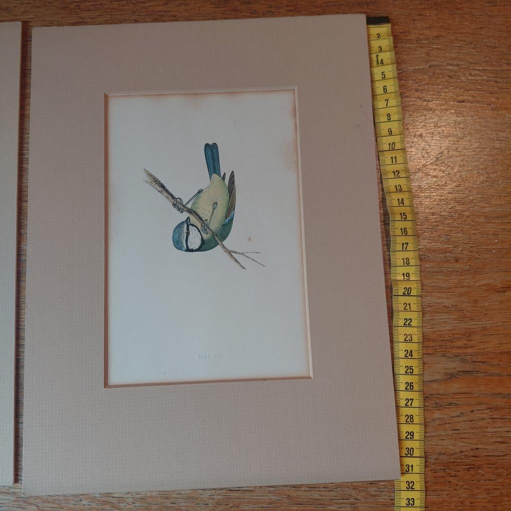 Vogel Prenten Set, Antiek en Kunst, Ophalen of Verzenden