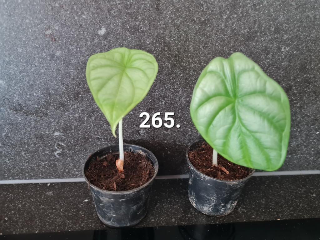 Alocasia silver dragon, Olifantsoor, kamerplant, Huis en Inrichting, Kamerplanten, Ophalen of Verzenden, Halfschaduw, Minder dan 100 cm