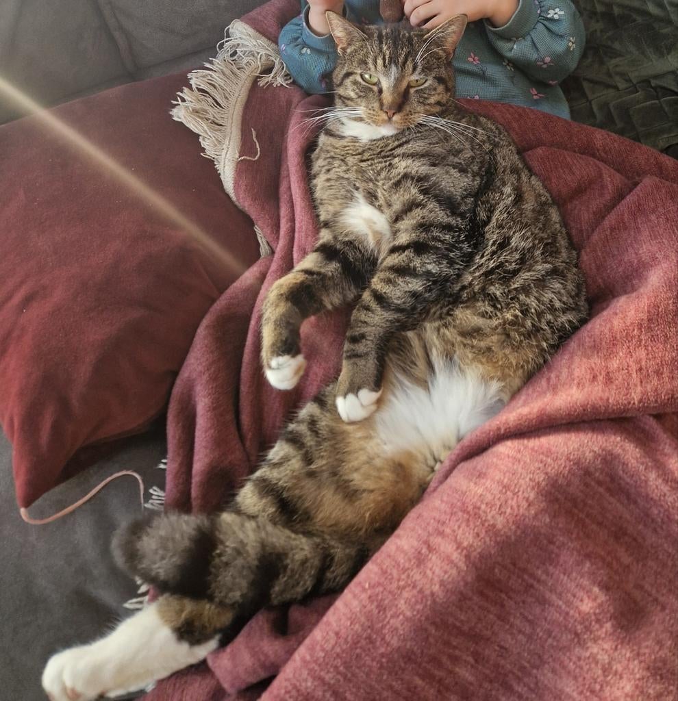 Vermist, kater met drie poten, Foxwolde