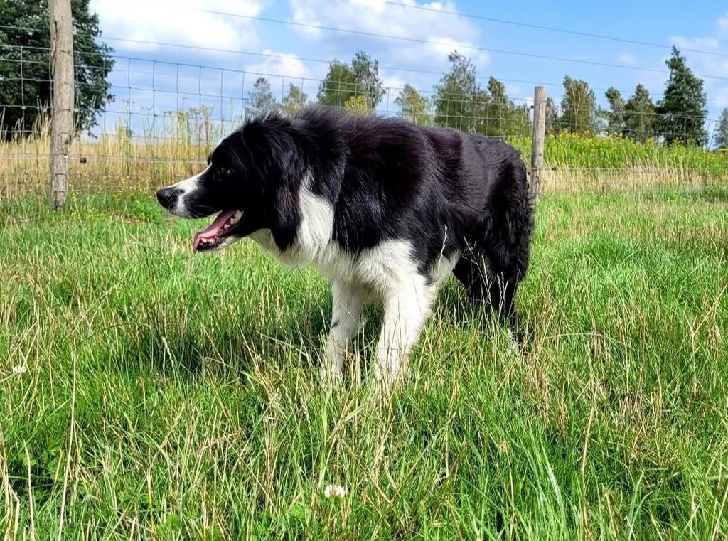 Border Collie dekreu zwartwit langhaar, Reu, 1 tot 2 jaar, Parvo, Eén hond