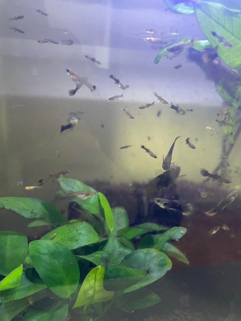 Jong guppy’s, Vis