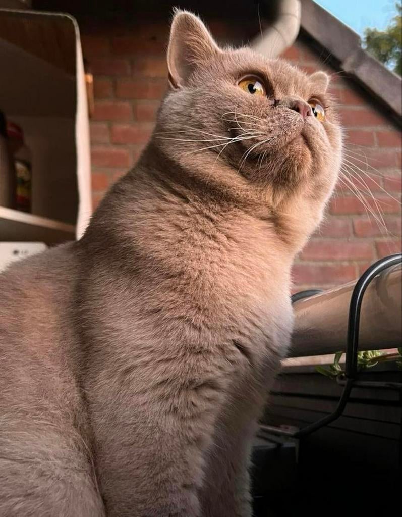 Britse korte haar Dekkater
