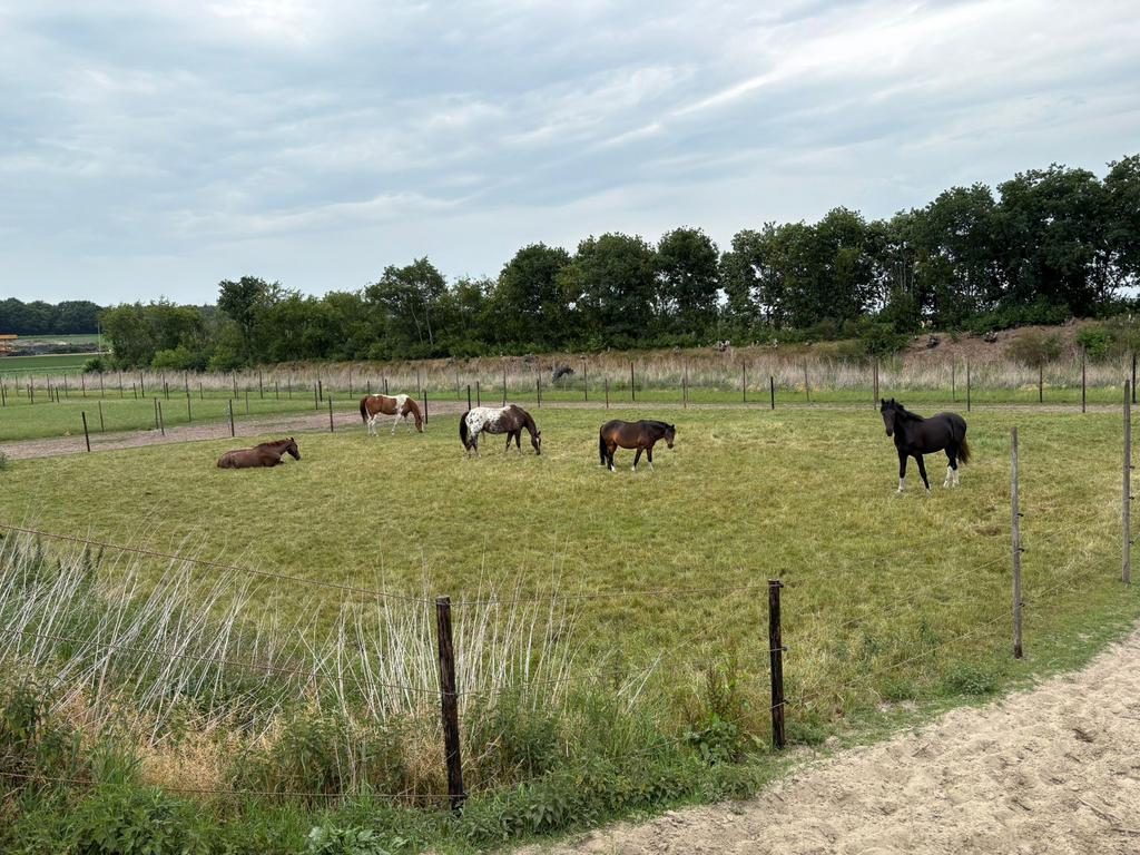 Plekjes vrij op onze Pearl Ranch / PP / weidegang / Stalling, Weidegang, 2 of 3 paarden of pony's