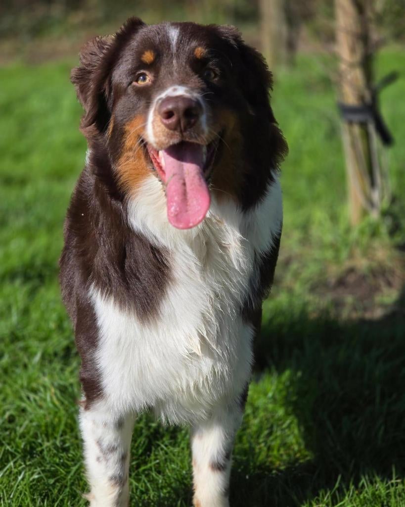 Australian Shepherd, Dieren en Toebehoren, 1 tot 2 jaar, Eén hond, Nederland, Particulier
