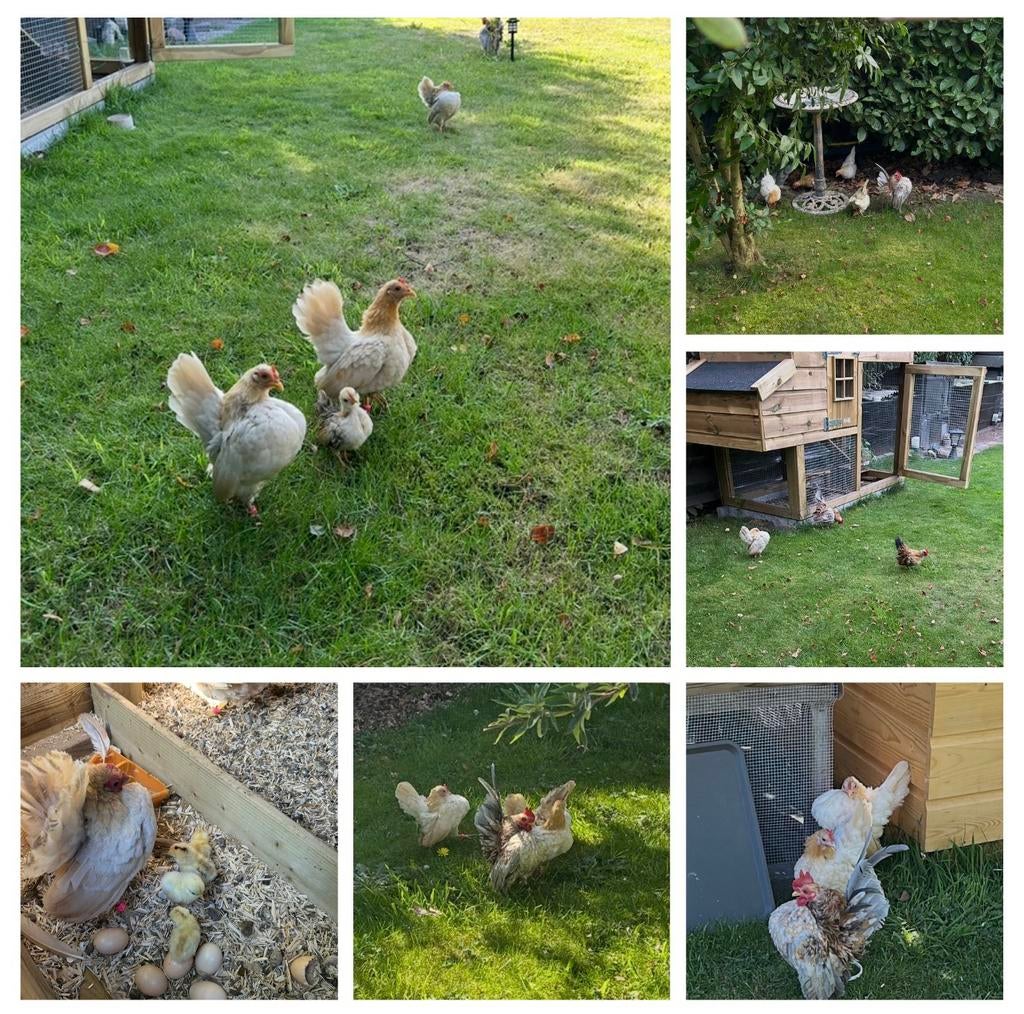Ayam Maleis serama krielkipjes broedeieren, Dieren en Toebehoren, Pluimvee, Geslacht onbekend, Kip