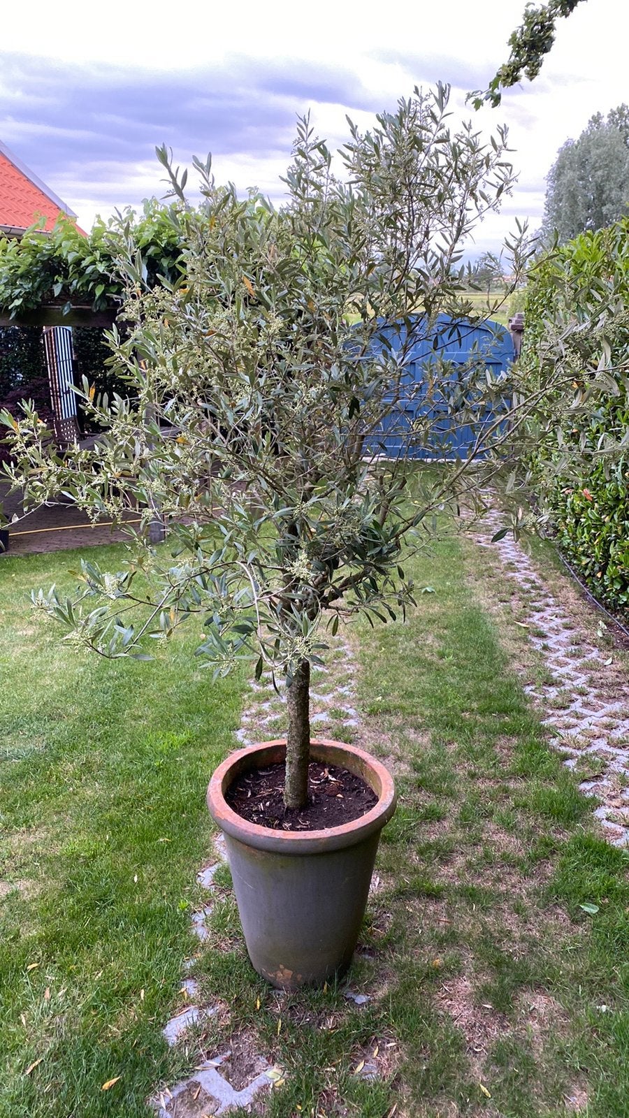 Mooie olijfboom inclusief pot, Bloeit niet, 100 tot 250 cm, Olijfboom, Ophalen