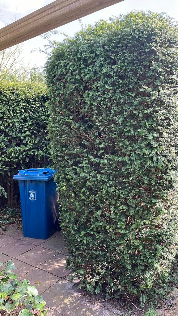 Gratis taxus, Tuin en Terras, Planten | Struiken en Hagen, Ophalen of Verzenden, Taxus