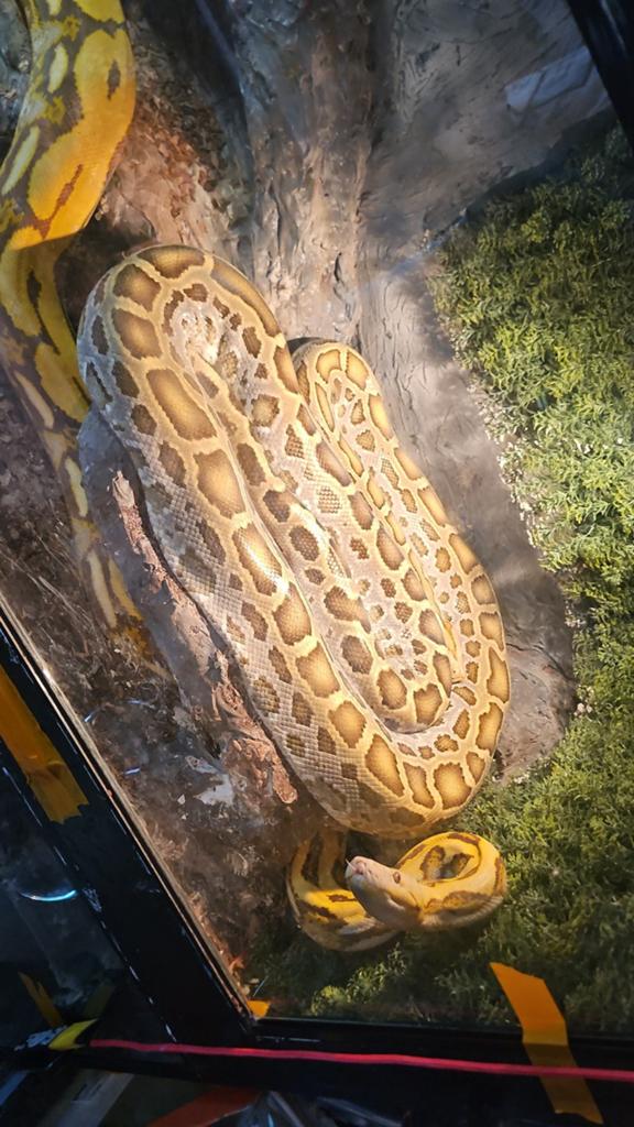 Tijger python man, Dieren en Toebehoren