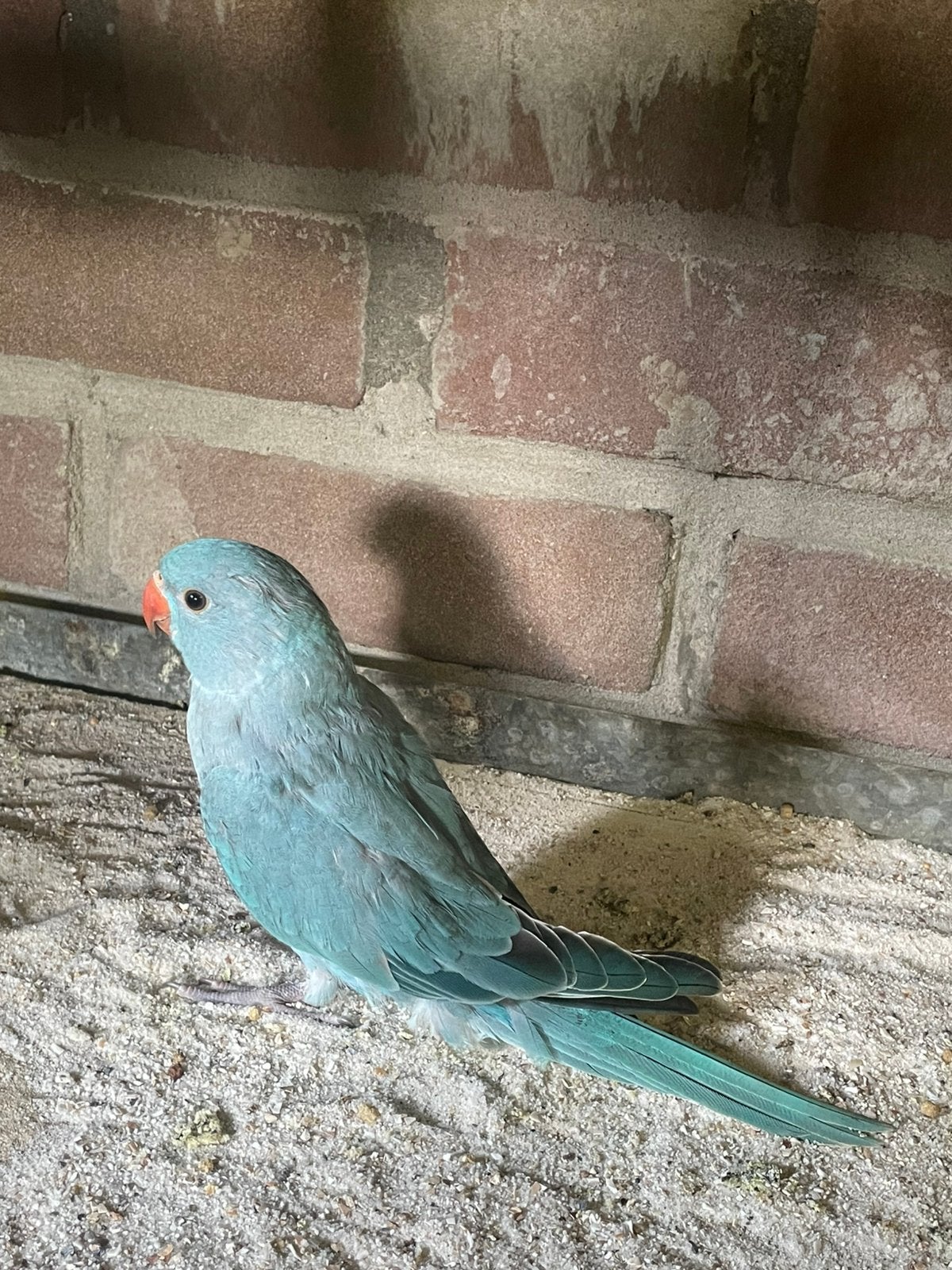 Jonge halsbandparkieten, Dieren en Toebehoren, Geslacht onbekend, Parkiet