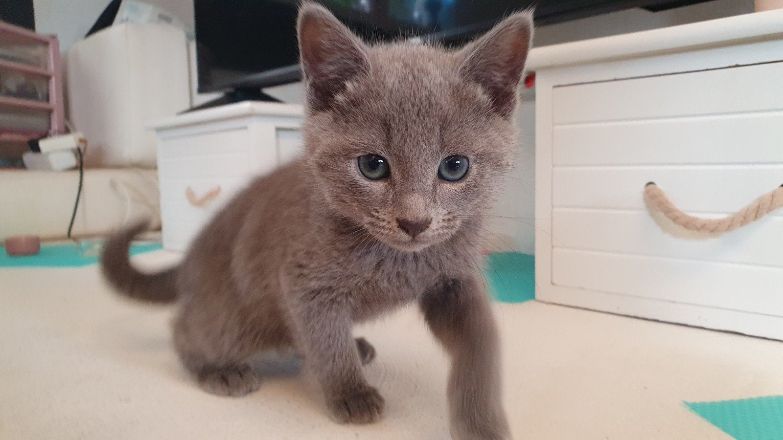 Blauwe Rus met Stamboom, Poes, Met stamboom, 0 tot 2 jaar