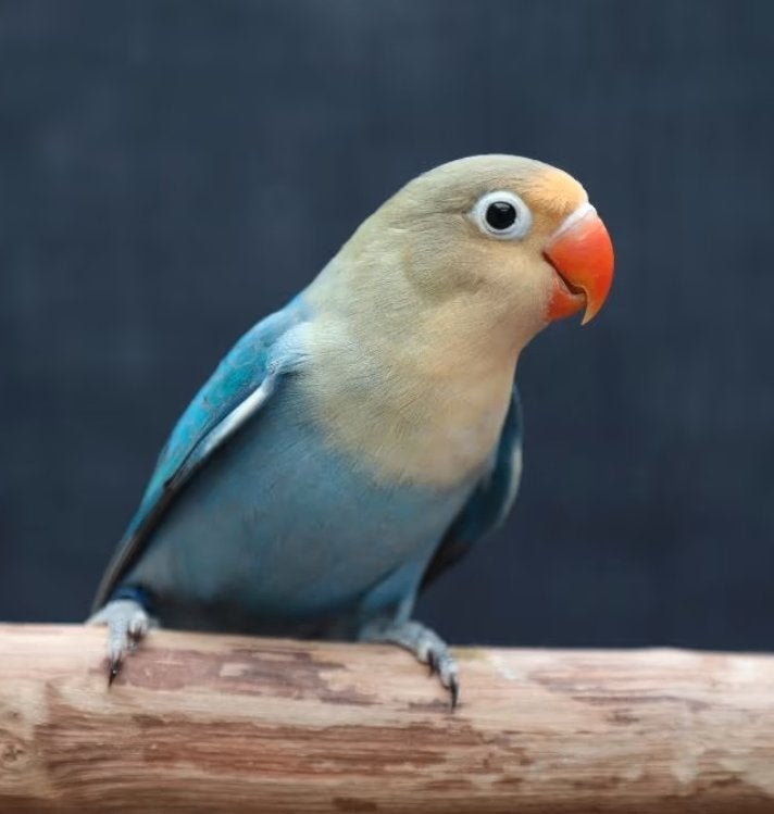 mooie dwergpapegaaitjes te koop, Meerdere dieren, Dwergpapegaai of Agapornis, Tam