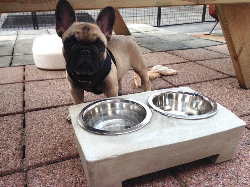 Voerbak: hond, kat of mini varken. Van beton??, Ophalen of Verzenden, Nieuw, Voer-/drinkbak