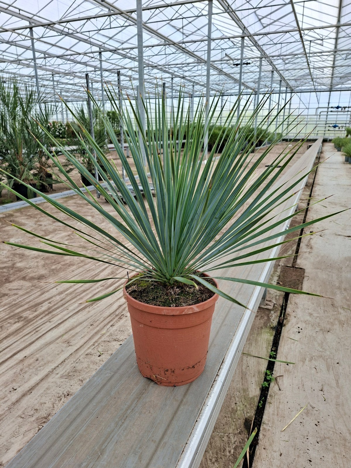 Yucca Rostrata pot 21 - Winterhard-15, Ophalen, Overige soorten, Volle zon