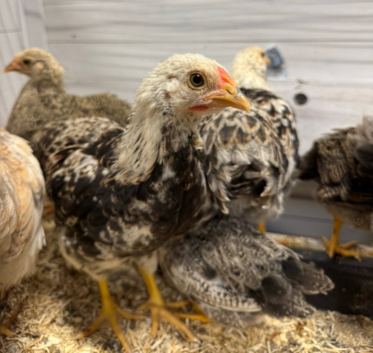 Jonge wyandotte kriel kuikens hanen, Dieren en Toebehoren, Pluimvee, Mannelijk, Kip