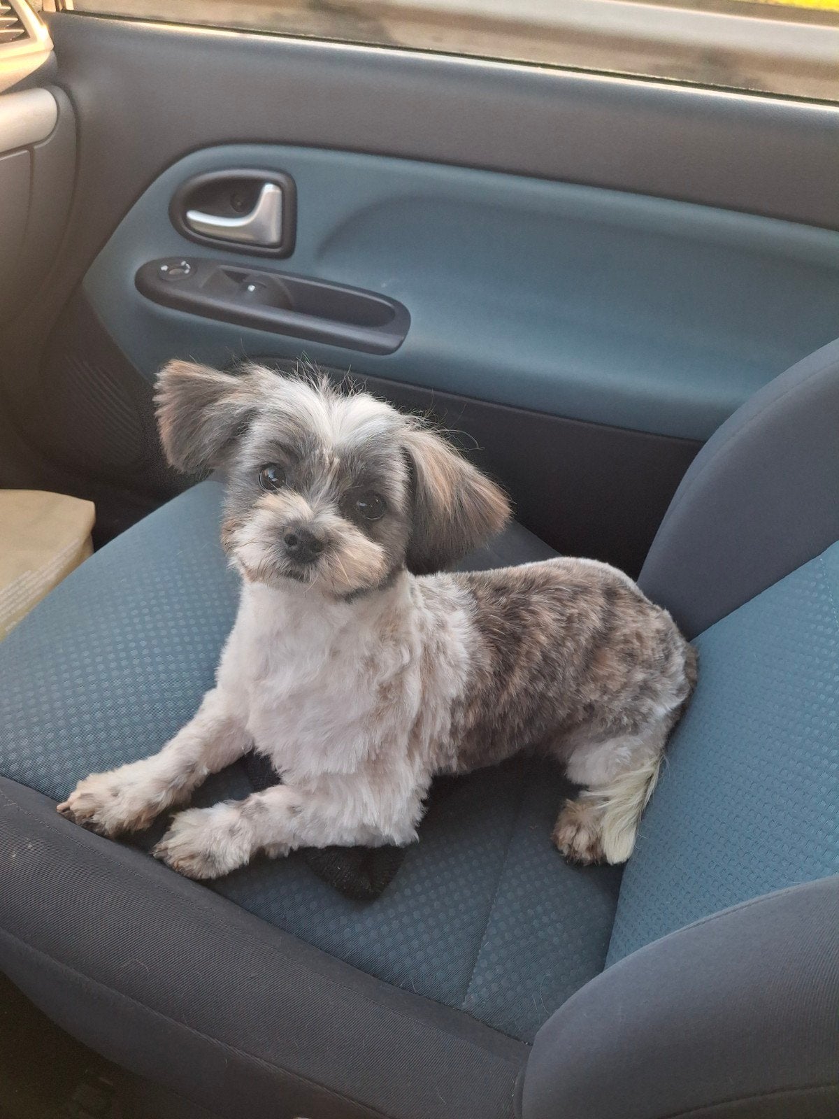 Boomer dekreu Niet Tekoop, Dieren en Toebehoren, Reu, 1 tot 2 jaar, Parvo, Eén hond