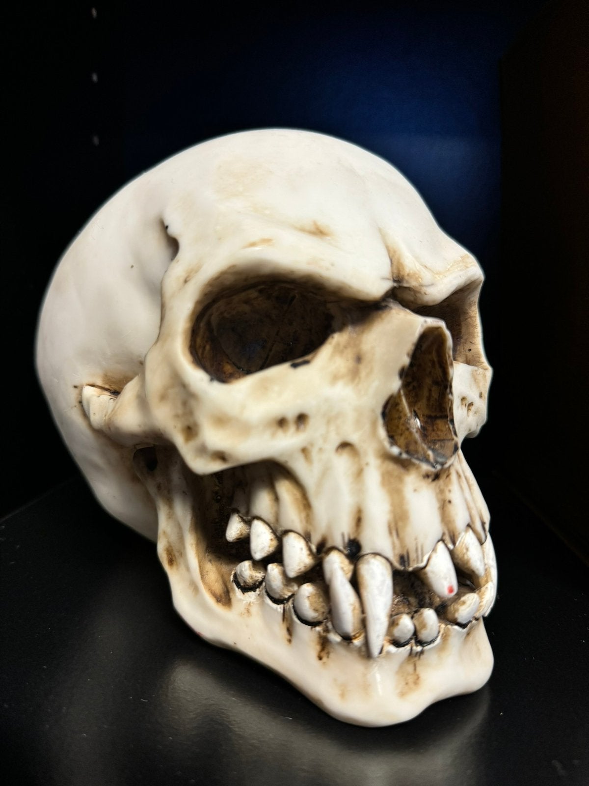 Skull mm248, Verzamelen, Beelden en Beeldjes, Ophalen of Verzenden, Zo goed als nieuw
