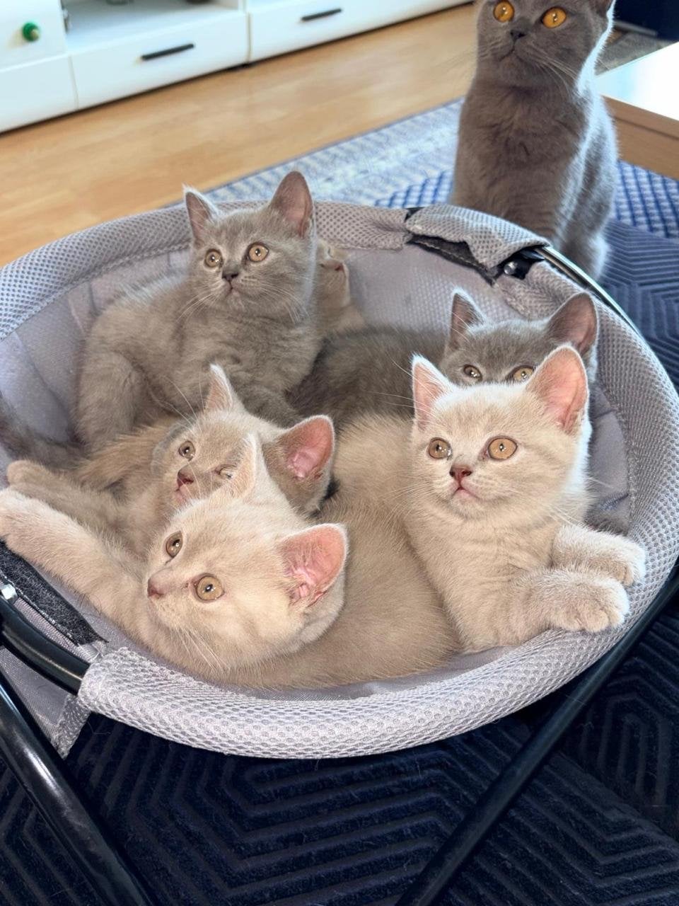 British Shorthai/  Britse korthaar kittens, Dieren en Toebehoren, Katten en Kittens | Overige Katten, Meerdere dieren