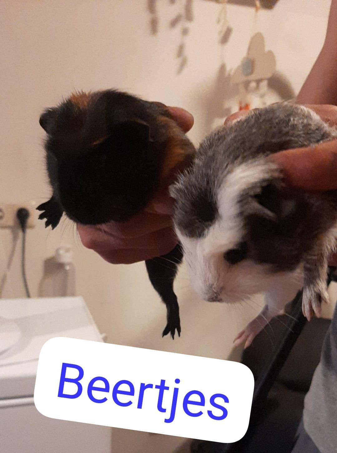 Leuke jonge cavia's (3 vrouwtjes, 2 mannetjes), Mei, Meerdere dieren, Cavia
