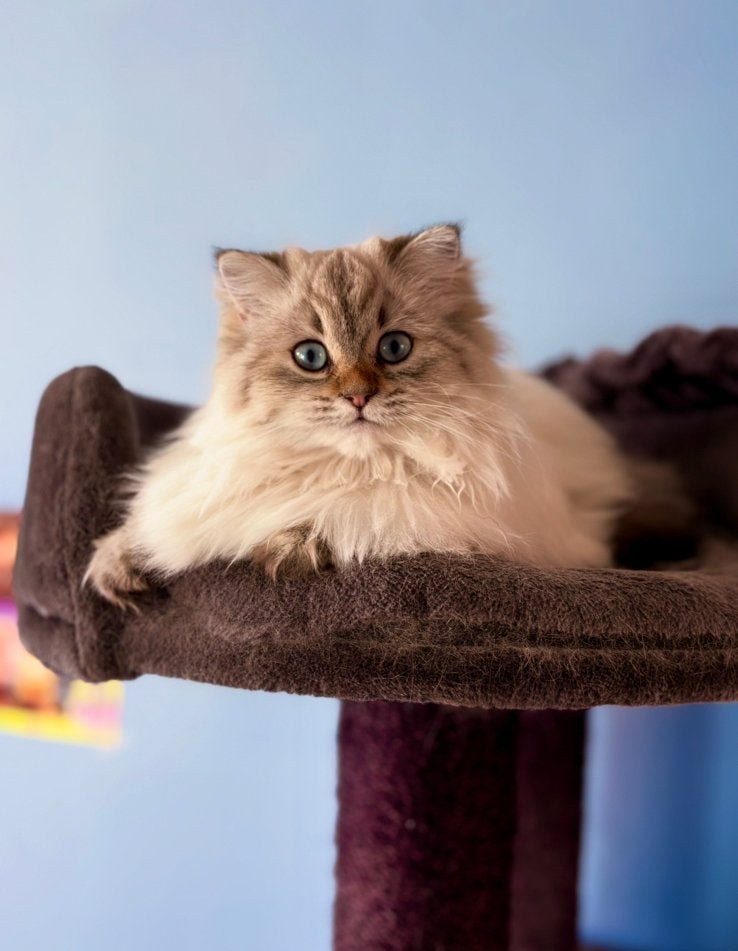 Britse langhaar, Dieren en Toebehoren, Poes, Ontwormd, 0 tot 2 jaar