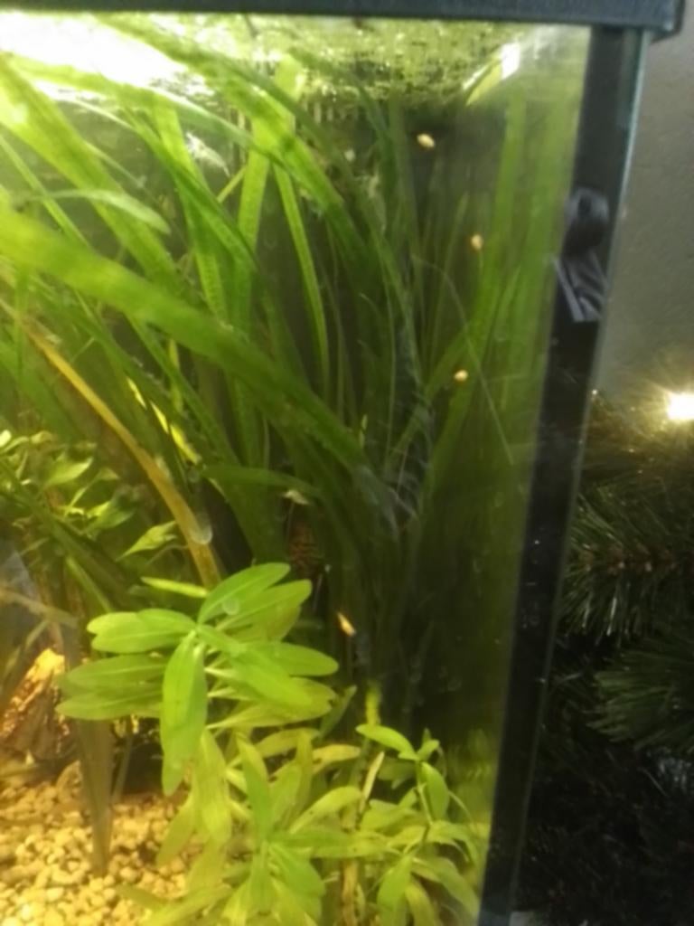 Garnalen, Dieren en Toebehoren, Vissen | Aquariumvissen, Kreeft, Krab of Garnaal, Zoetwatervis